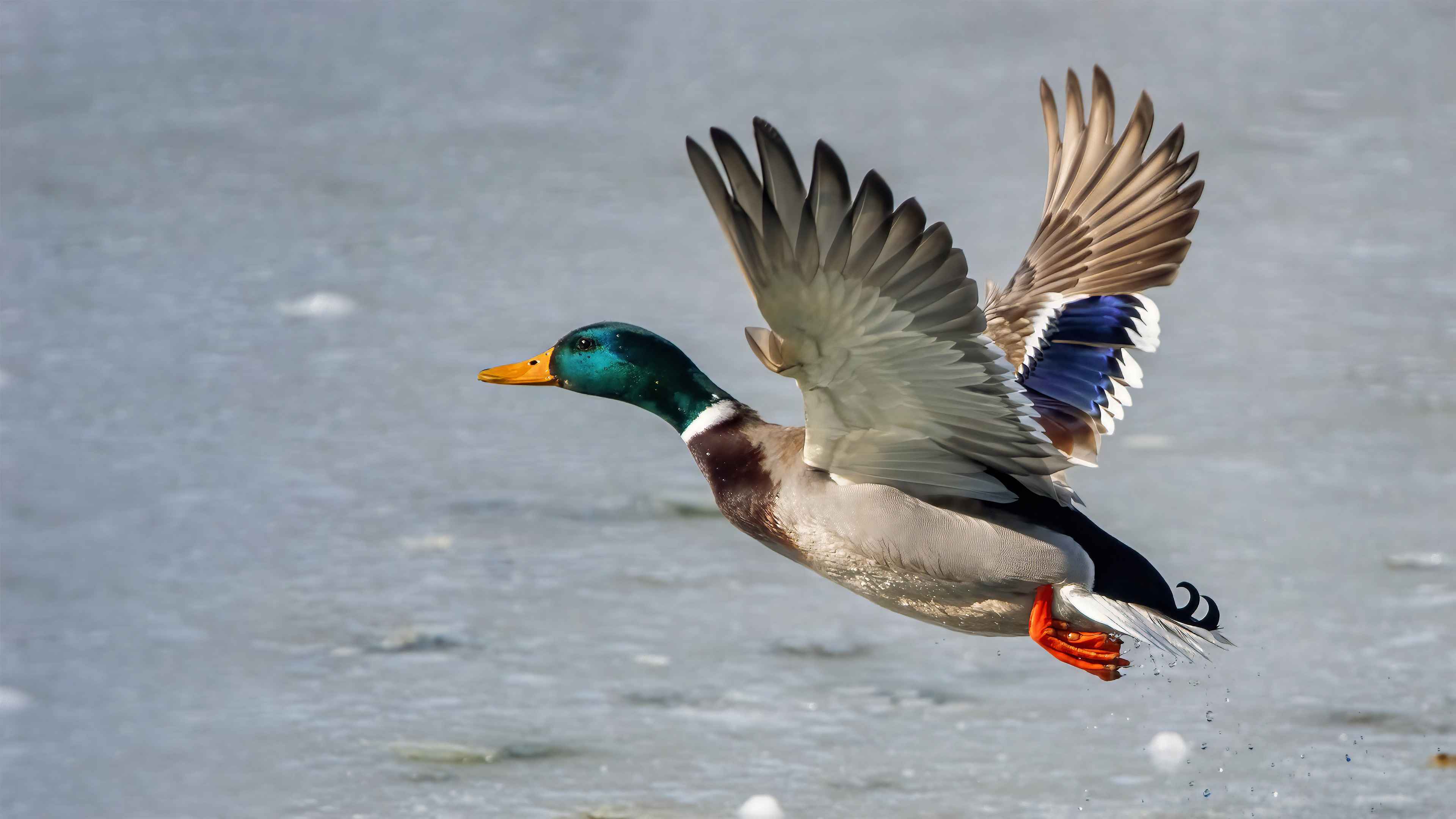 Mallard